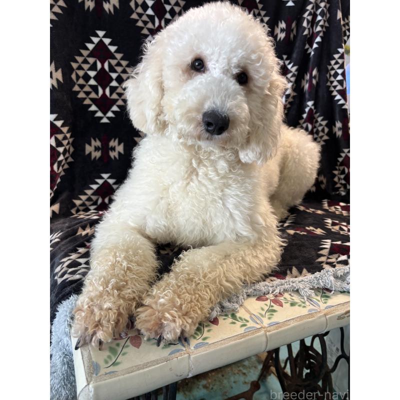 販売中の茨城県のミディアムプードル-448110