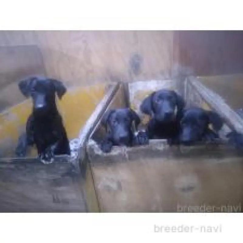 販売中の栃木県のラブラドールレトリーバー-448248