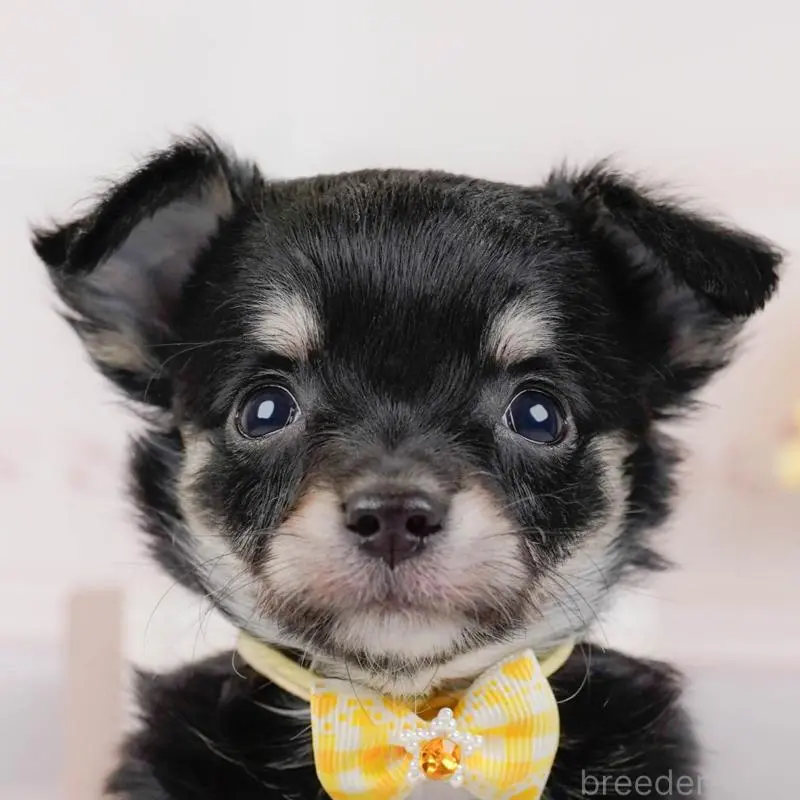 販売中の神奈川県のチワワ(ロングコート)-448261