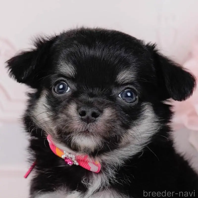 販売中の神奈川県のチワワ(ロングコート)-448270