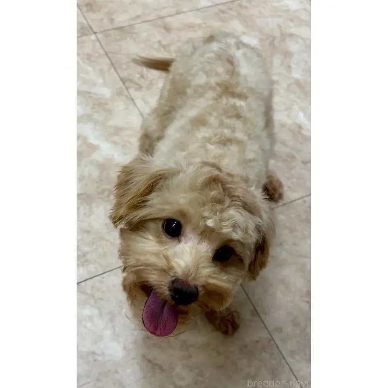 販売中の沖縄県のミックス犬-448323