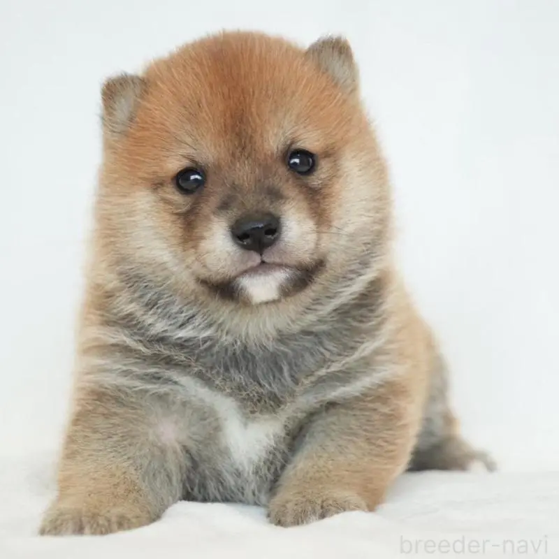 販売中の千葉県の豆柴-448393