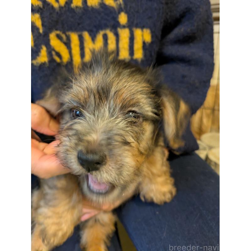 販売中の岩手県のノーフォークテリア-441297