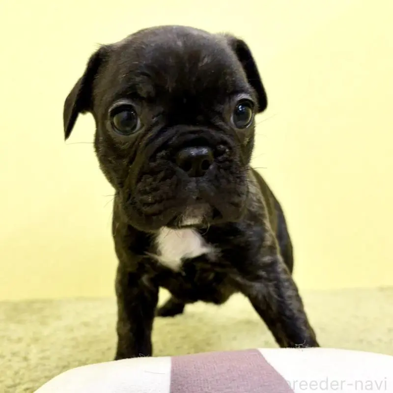 販売中の埼玉県のフレンチブルドッグ-448468