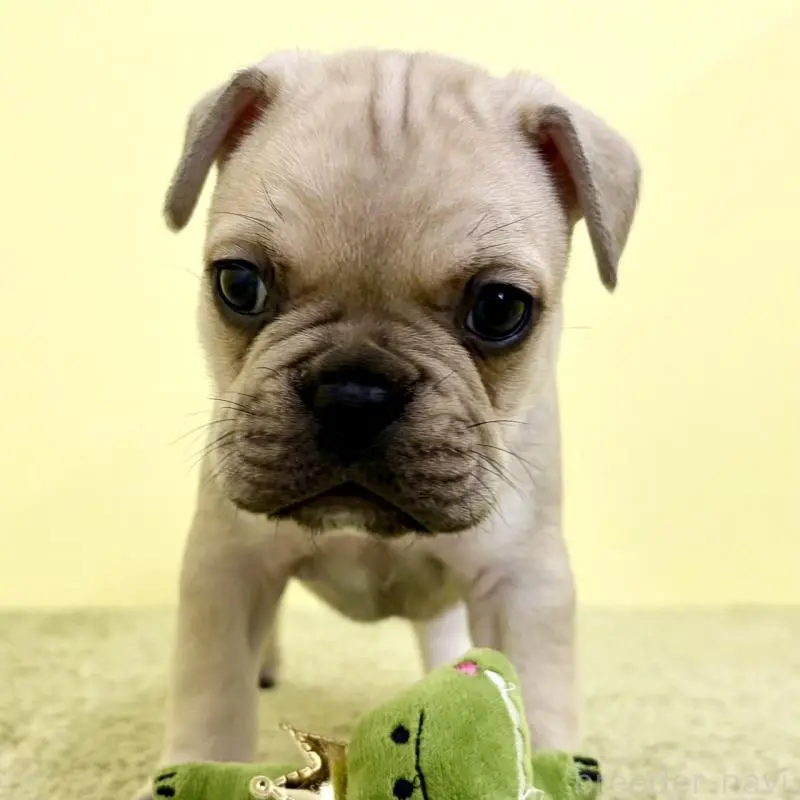 販売中の埼玉県のフレンチブルドッグ-448469