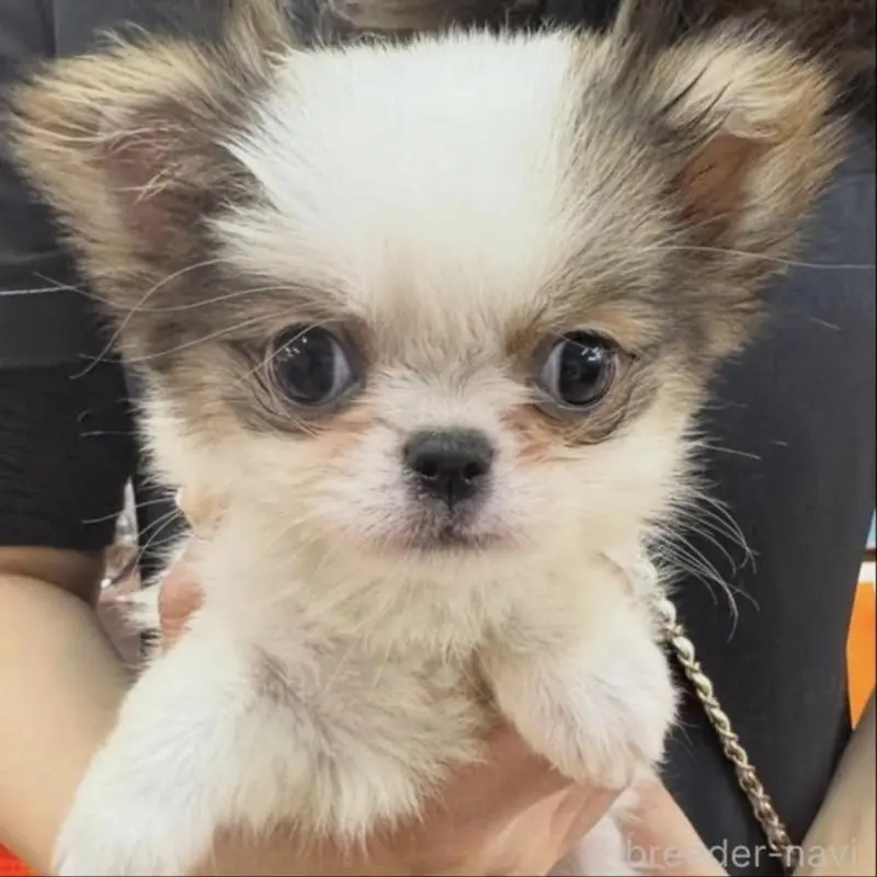 販売中の青森県のミックス犬-448612