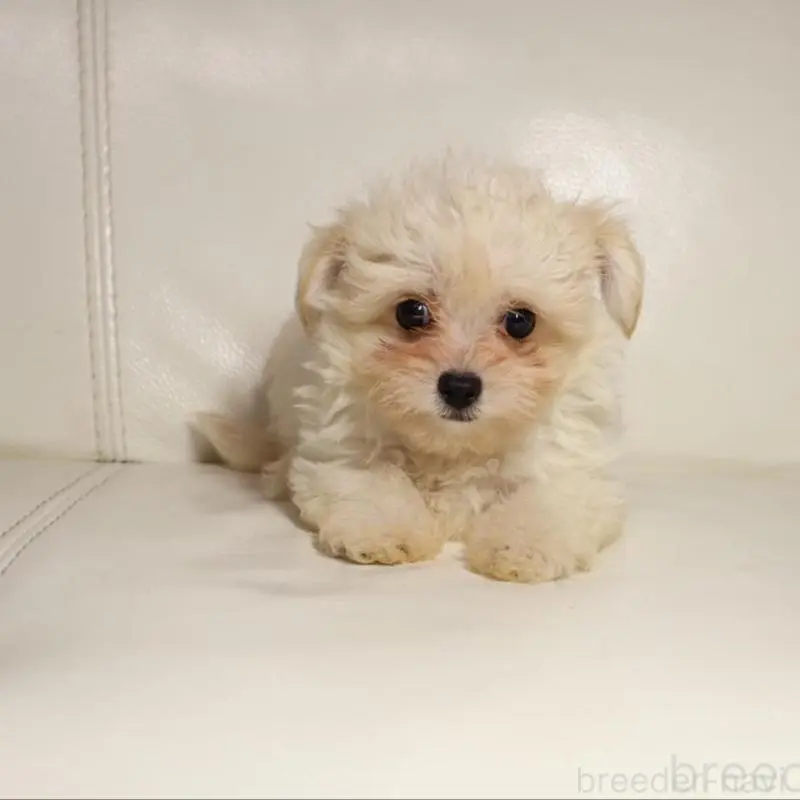 販売中の新潟県のチワプー:チワワ×トイプードル-448649