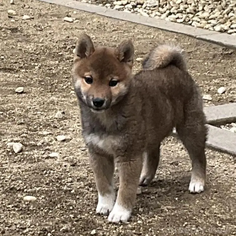 販売中の岡山県の柴犬-448662