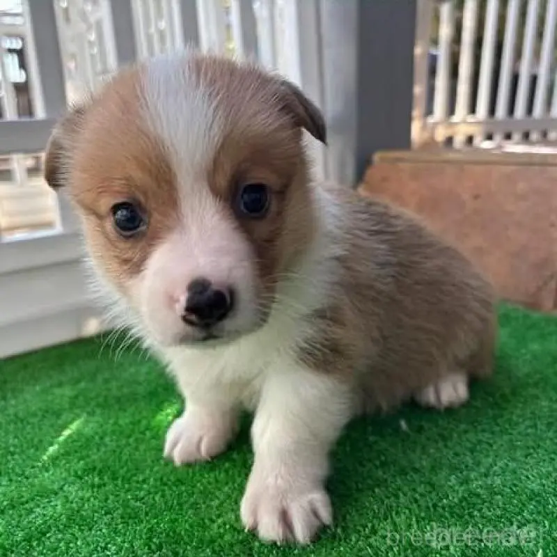 販売中の沖縄県のウェルシュコーギーペンブローク-448726