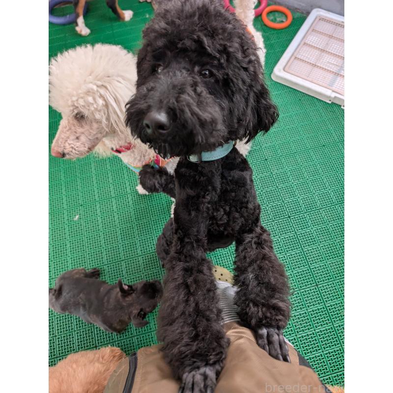 販売中の岡山県のミディアムプードル-437936