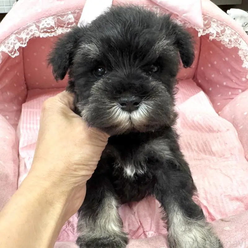 販売中の大阪府のミニチュアシュナウザー-448798