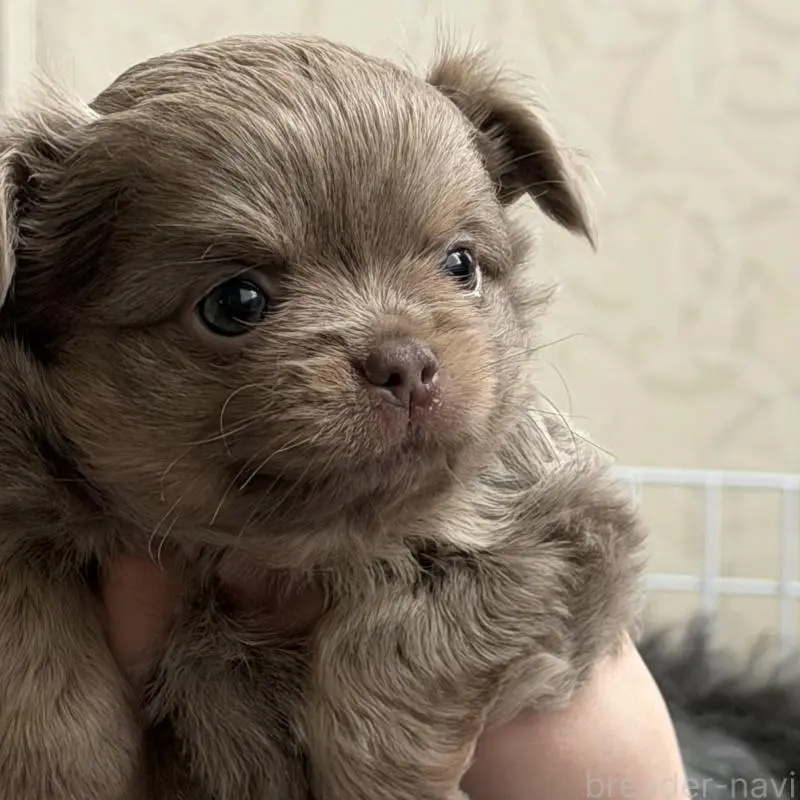 販売中の石川県のチワワ(ロングコート)-448814