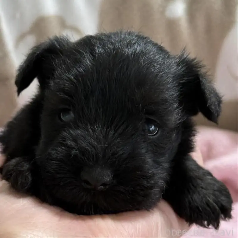 販売中の千葉県のミニチュアシュナウザー-448786