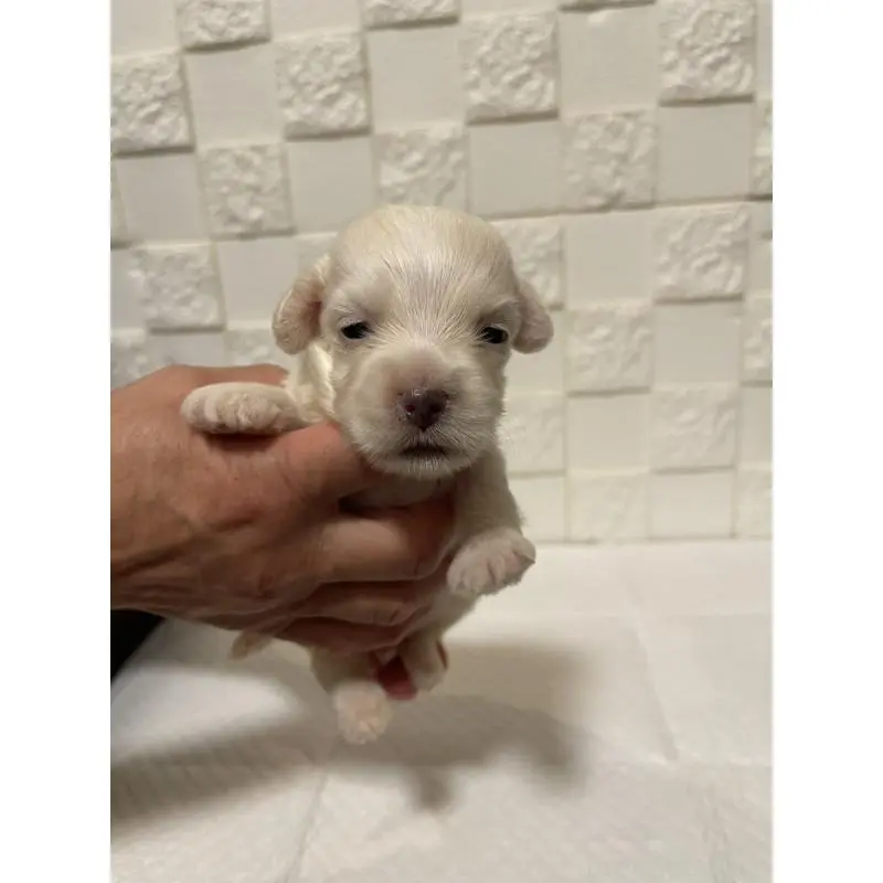 販売中の群馬県のマルックス:マルチーズ×ミニチュアダックスフンド-449019