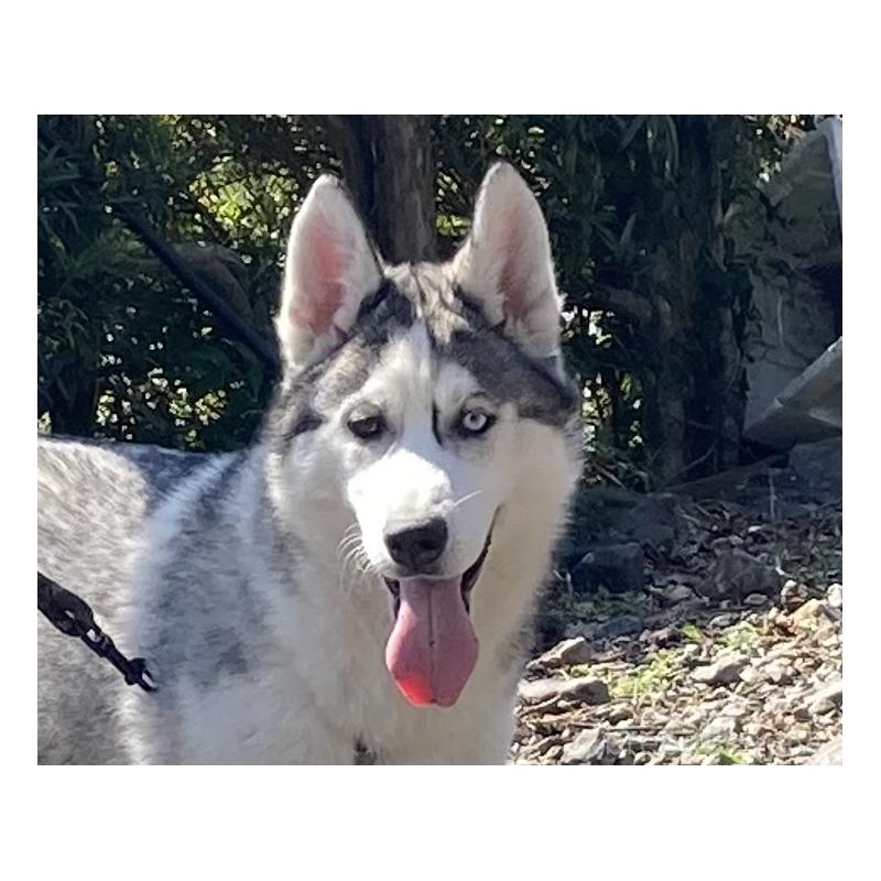 販売中の静岡県のシベリアンハスキー-425189