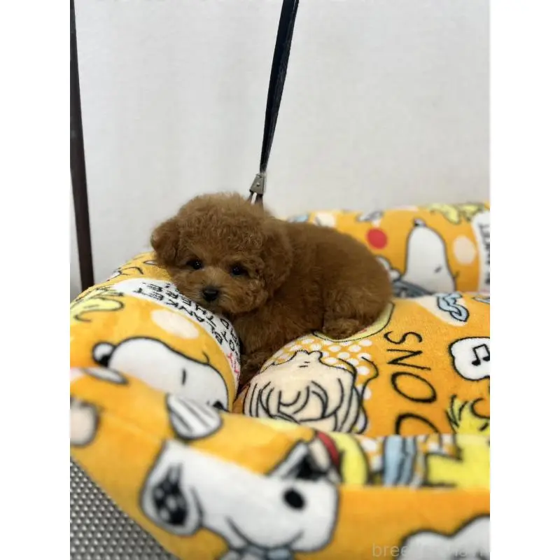 販売中の石川県のティーカッププードル-449056