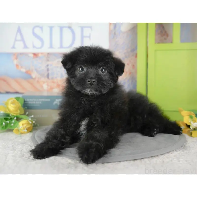 販売中の東京都のポメプー:ポメラニアン×トイプードル-449249