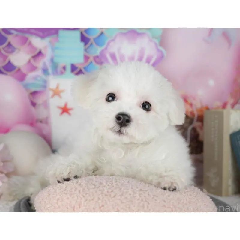 販売中の東京都のビションフリーゼ-449241