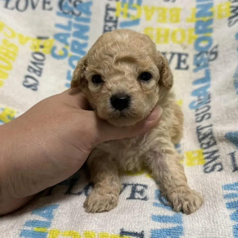 販売中の岡山県のトイプードル-449407