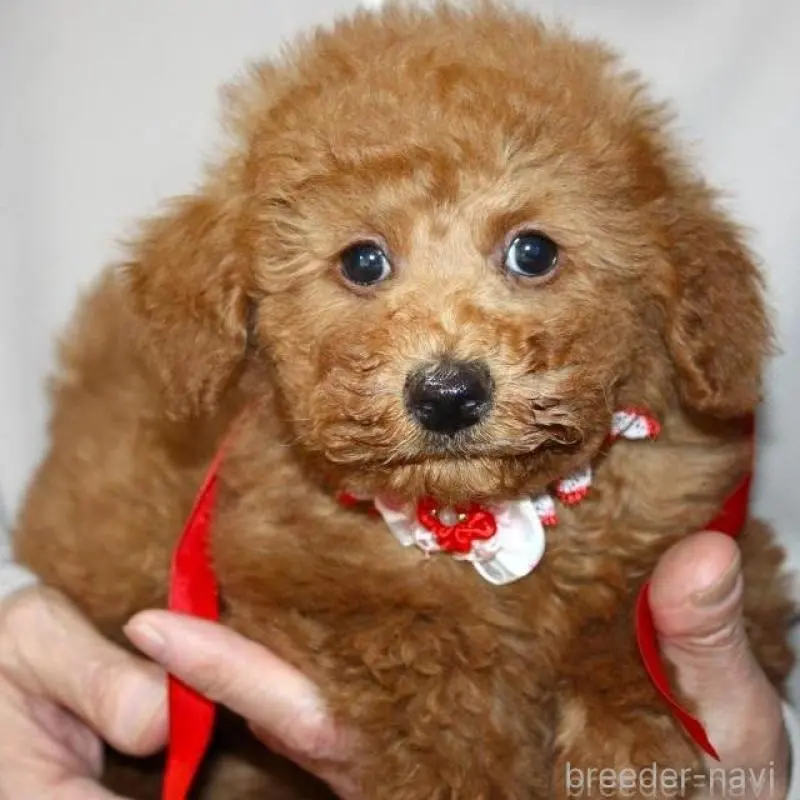 販売中の福岡県のトイプードル-449409