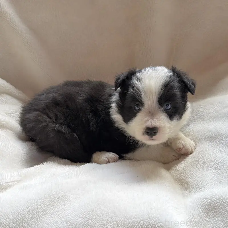 販売中の山口県のボーダーコリー-449425