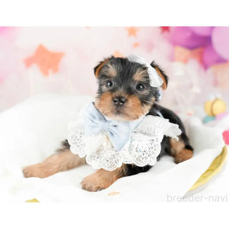 販売中の千葉県のヨークシャーテリア-453253