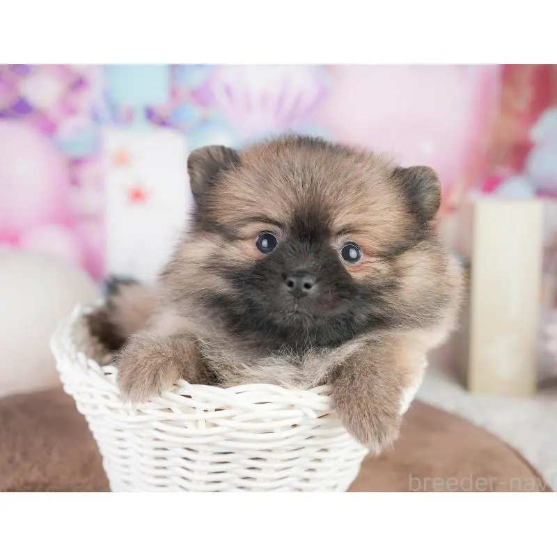 販売中の千葉県のポメラニアン-449867