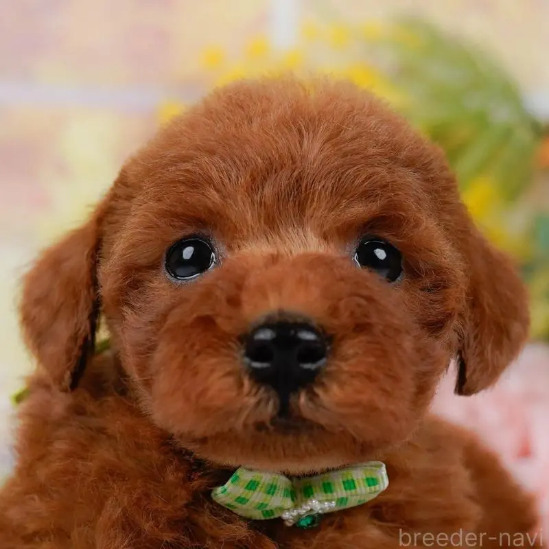 販売中の神奈川県のトイプードル-449689