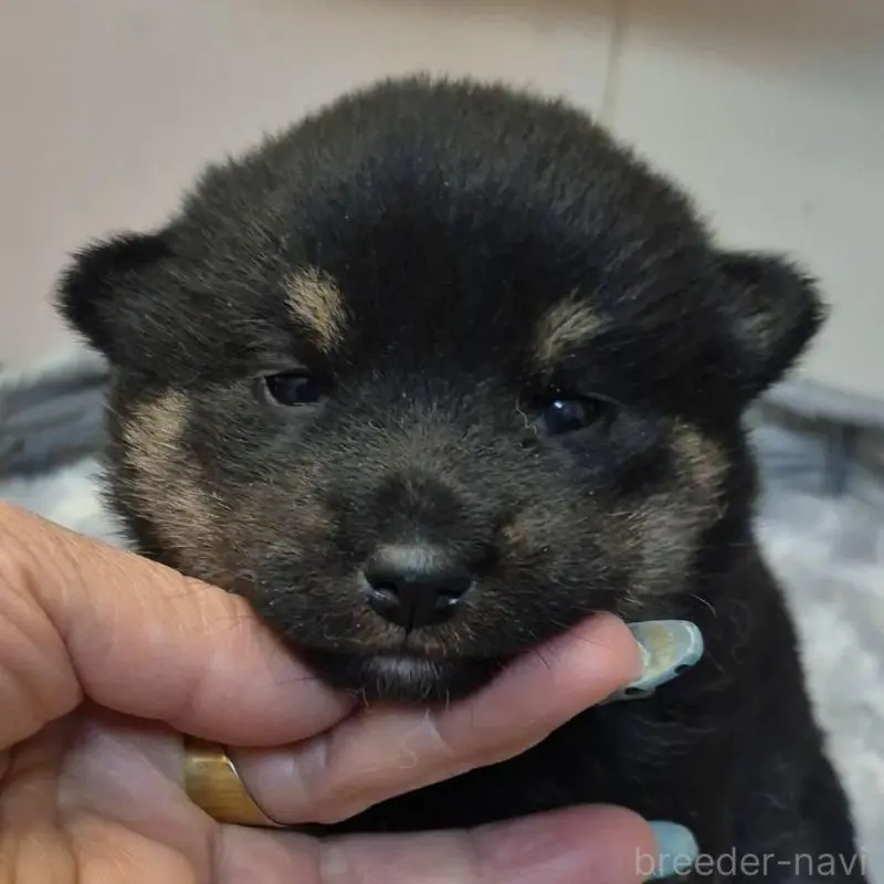 販売中の富山県の柴犬-449962