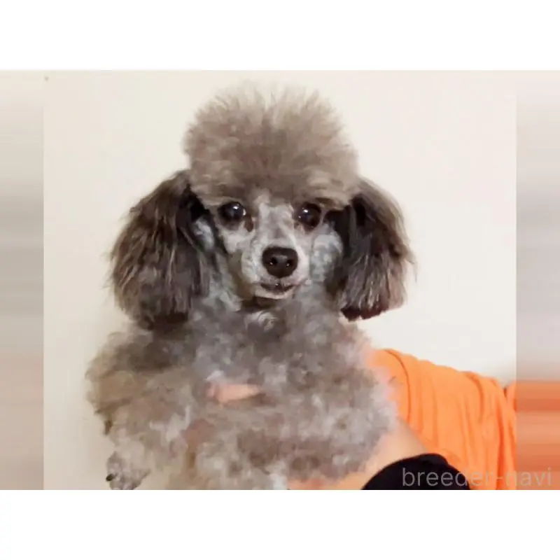 販売中の宮城県のタイニープードル-450210