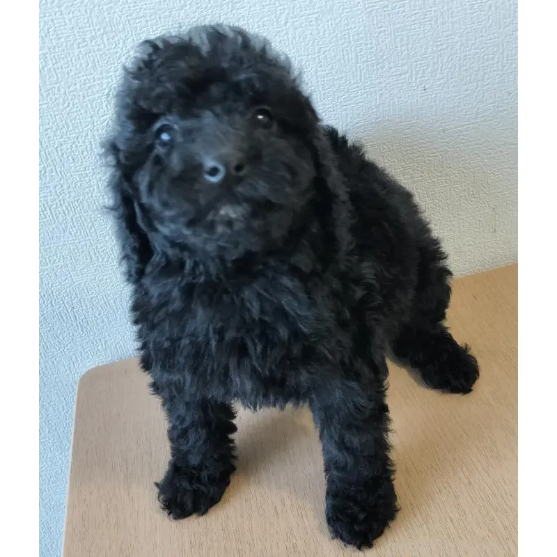 販売中の岐阜県のミディアムプードル-450011