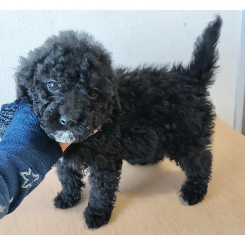 販売中の岐阜県のミディアムプードル-450012