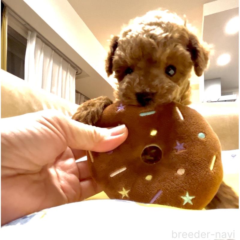 販売中の奈良県のタイニープードル-446944