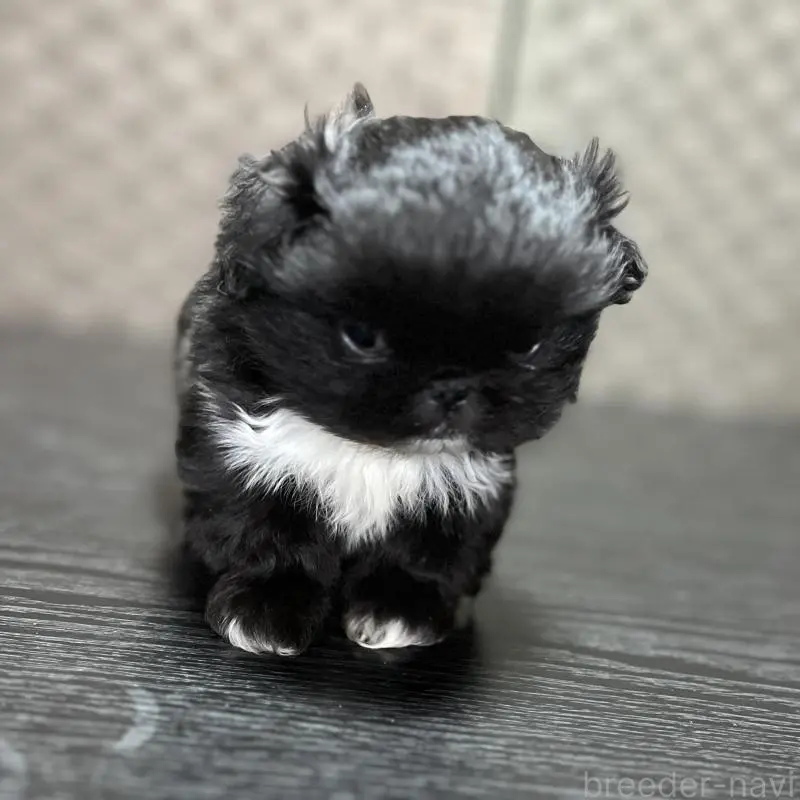 販売中の青森県のペキニーズ-450418