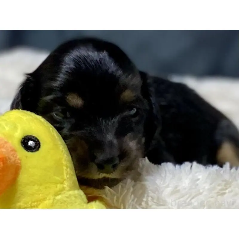 商談中の岐阜県のミニチュアダックスフンド(ロングヘアード)-450268