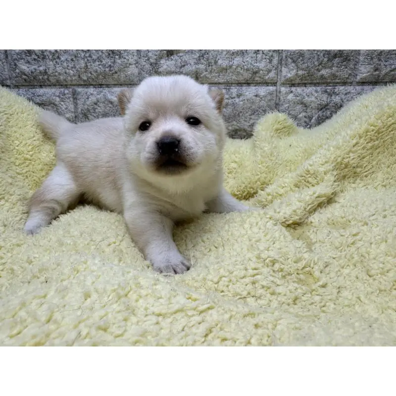 販売中の茨城県の豆柴-450274