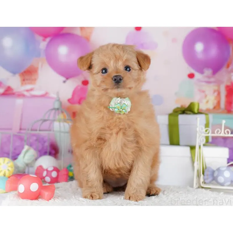 販売中の東京都のポメプー:ポメラニアン×トイプードル-450604