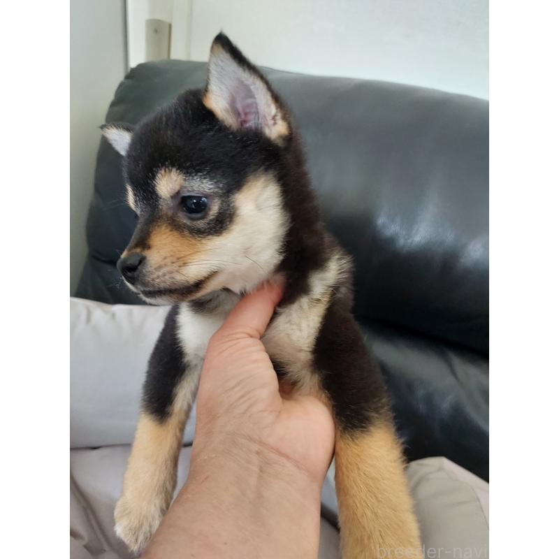 商談中の高知県の豆柴-432068