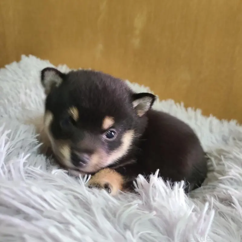 販売中の神奈川県の豆柴-450740