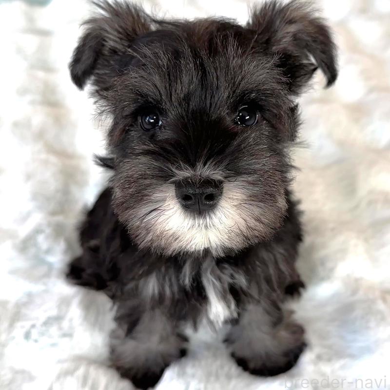 販売中の栃木県のミニチュアシュナウザー-442587