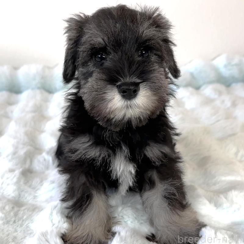 販売中の栃木県のミニチュアシュナウザー-442589