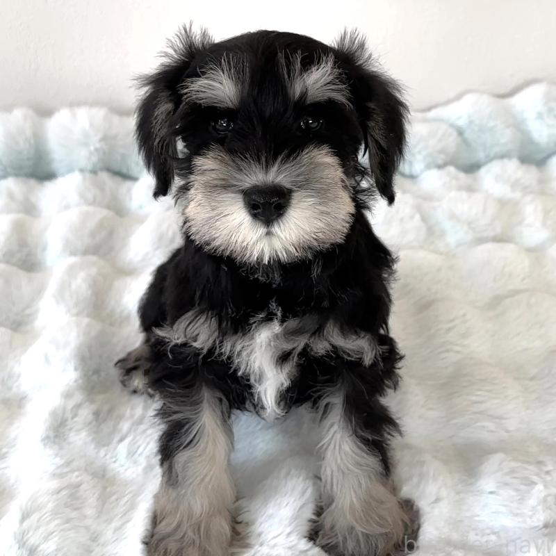 販売中の栃木県のミニチュアシュナウザー-442590