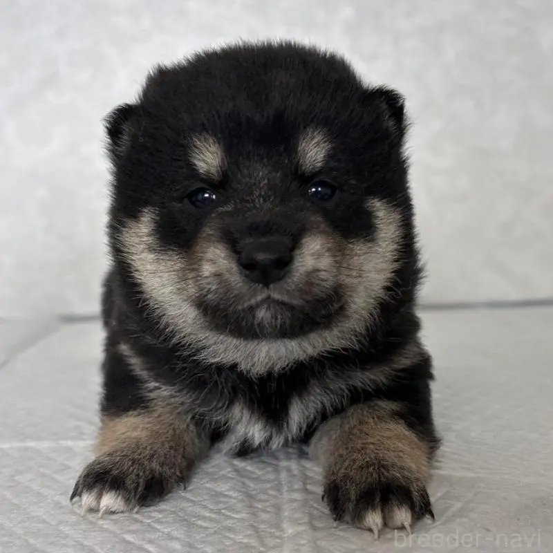 販売中の北海道の柴犬-450879