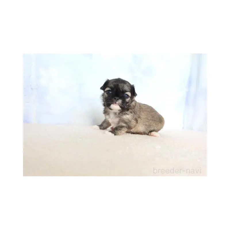 販売中の熊本県のミックス犬-450881