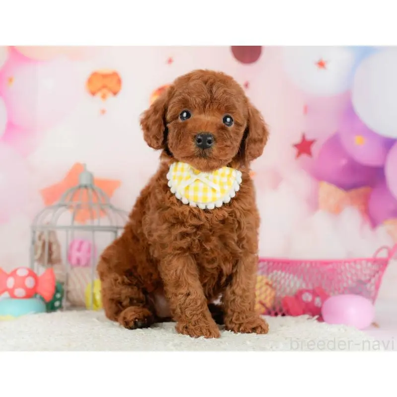 販売中の千葉県のトイプードル-451151