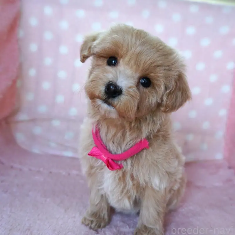 販売中の長崎県のマルプー:マルチーズ×トイプードル-450930