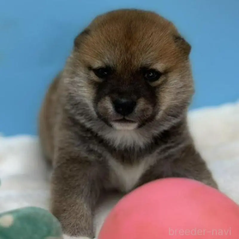 販売中の長野県の豆柴-450933