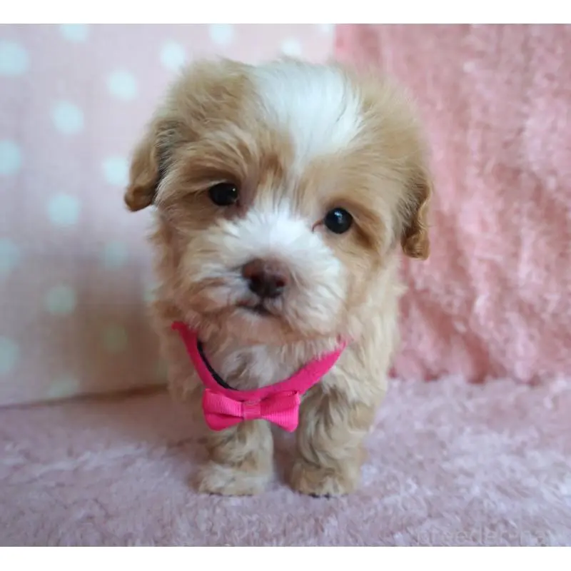 販売中の長崎県のマルプー:マルチーズ×トイプードル-450935