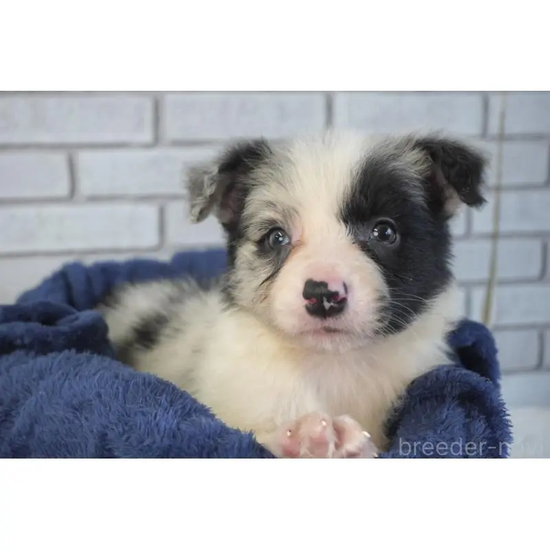 販売中の熊本県のボーダーコリー-450936