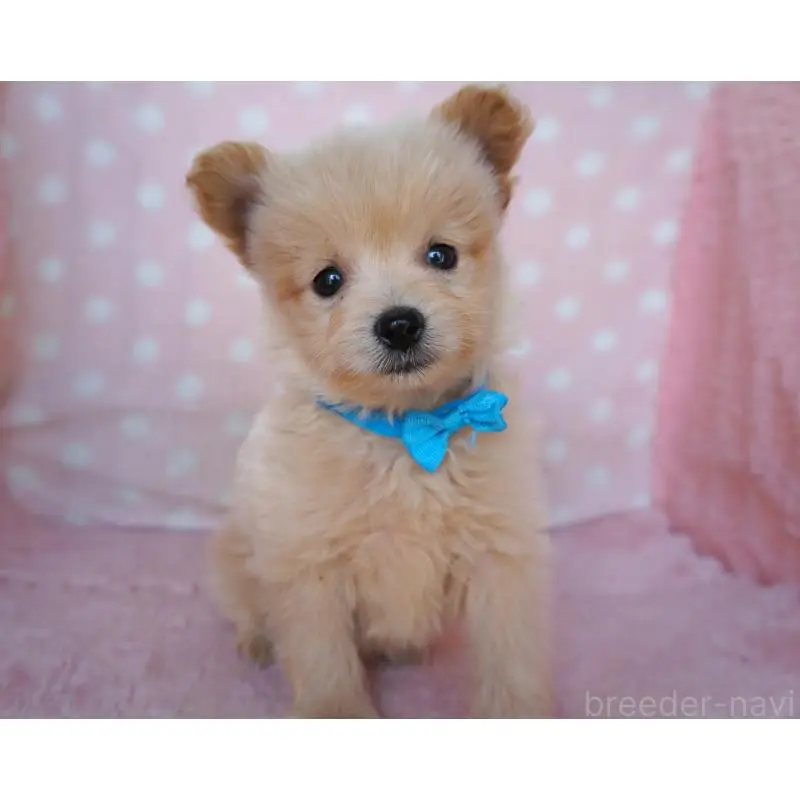 販売中の長崎県のポメプー:ポメラニアン×トイプードル-450938